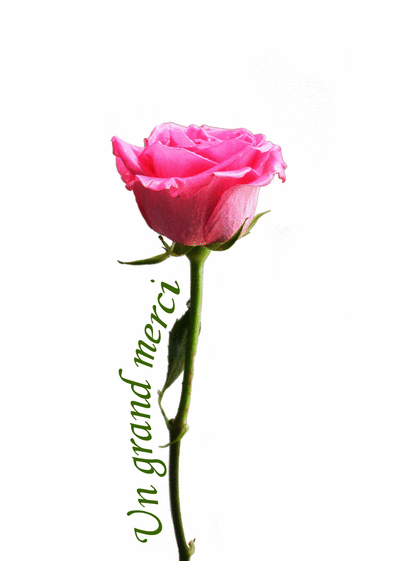 Carte Merci Le Long D Une Rose : Envoyer une Carte 